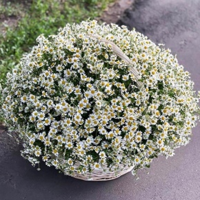 Композиция в корзине из 151 ромашки в Дубне