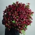 Монобукет из 75 кустовых роз Марун (70 см) в Дубне