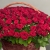 Композиция в корзине из 151 красной розы в Дубне