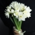 Букет из 25 нарциссов в Дубне